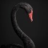 crownmeswan